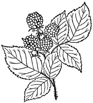 Raspberry With Leaves Coloring Page